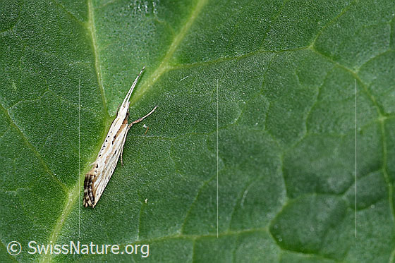 Foto: Wahrscheinlich Plutella porrectella. Auf Blatt einer Rhabarber.