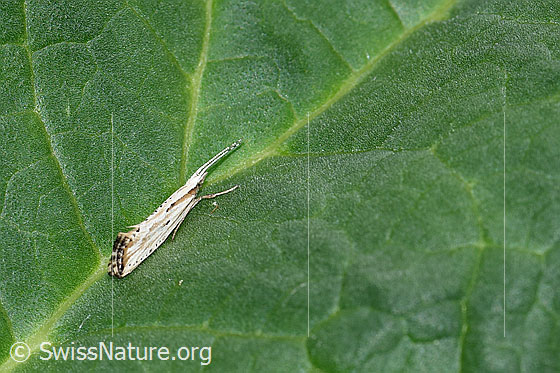 Foto: Wahrscheinlich Plutella porrectella. Auf Blatt einer Rhabarber.
Plutella porrectella (Schleiermotte). Futterpflanze: Gewöhnliche Nachtviole (Hesperis matronalis)