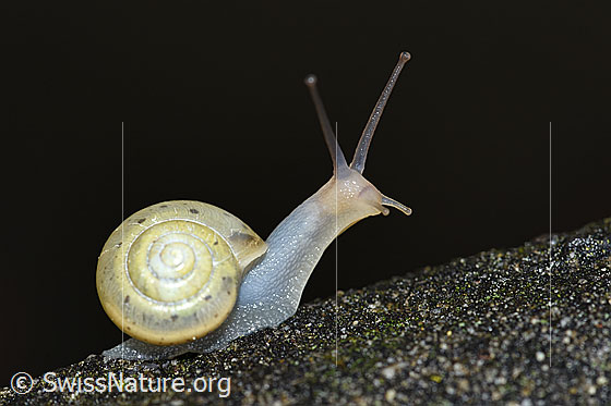 Foto: Wahrscheinlich kleine Glanzschnecke (Aegopinella pura). Unterwegs auf einer nassen Steinplatte. Der Durchmesser des Hauses beträgt ca. 2cm.