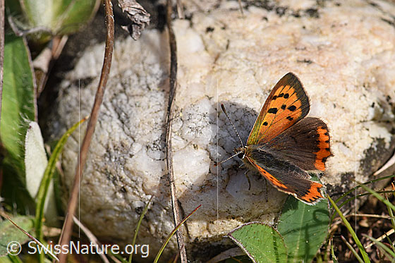 Photo: Lycaena phlaeas, wing open, top view.