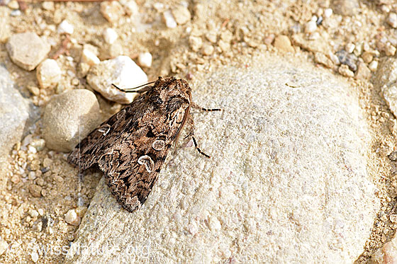 Foto: Eulenfalter (Euxoa temera), Männchen.
Umgebung: Alpstrasse an Waldrand. 1305m ü.M.
Lat.: Euxoa temera
Familie: Noctuidae (Eulenfalter)