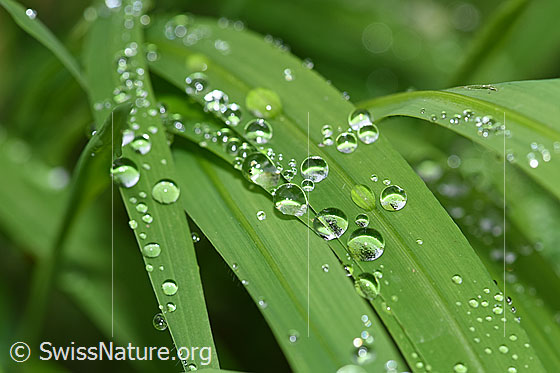 Foto: Wassertropfen auf Grashalmen.