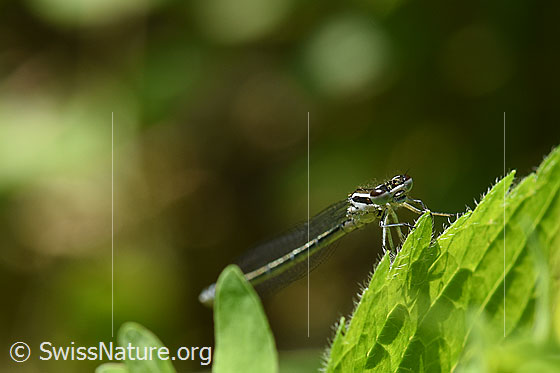 Blaue Federlibelle (Platycnemis pennipes)