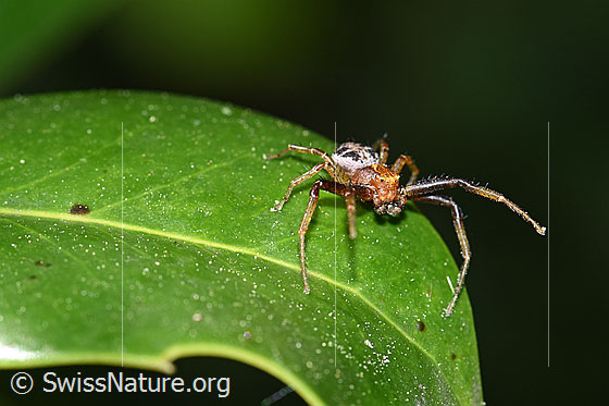 Foto: Wahrscheinlich Xysticus audax. Auf Blatt einer Stechpalme.
Körperlänge: Männchen 3-5mm, Weibchen 6-8mm.