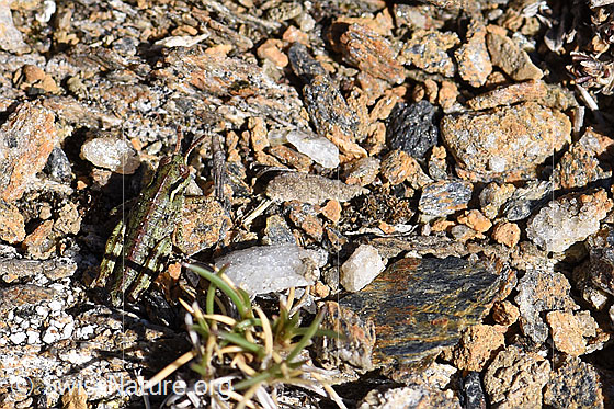 Photo: Nordic mountain grasshopper (Bohemanella frigida), larva with perfect camouflage.