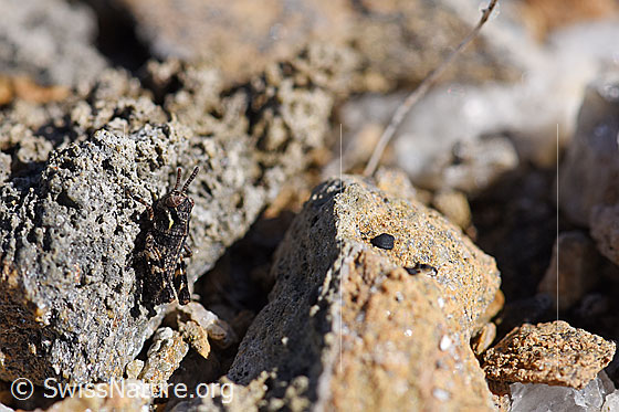 Photo: Nordic mountain grasshopper (Bohemanella frigida), larva.