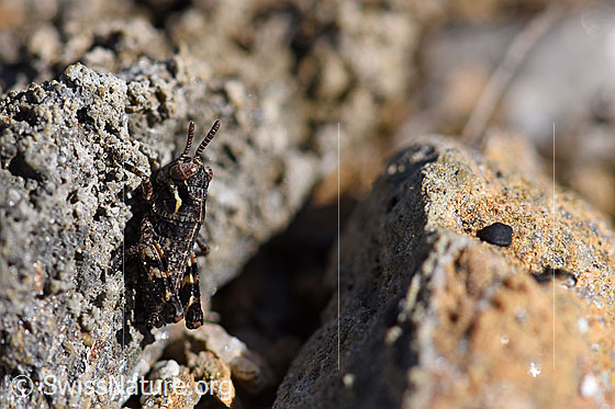 Photo: Nordic mountain grasshopper (Bohemanella frigida), larva on a stone.