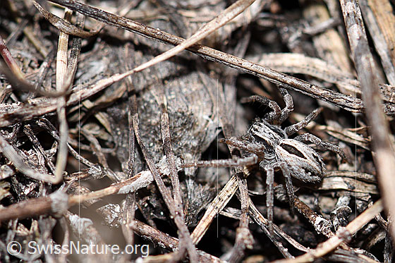 Foto: Wahrscheinlich Thanatus coloradensis (= T. alpinus). Weibchen.
Körpergrösse: 5 - 8mm