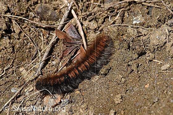 Foto: Grosse Raupe mit langen Haaren, Brombeerspinner (Macrothylacia rubi). 
Umgebung: Schmaler Bergweg. Ca. 2300m ü.M.
Lat.: Macrothylacia rub
Familie: Lasiocampidae (Glucken)