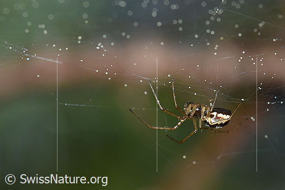 Foto: Spinne im Netz.
Körperlänge: ca. 5mm.
Umgebung: Lichter Lärchenwald an der Waldgrenze. 2070m ü.M.