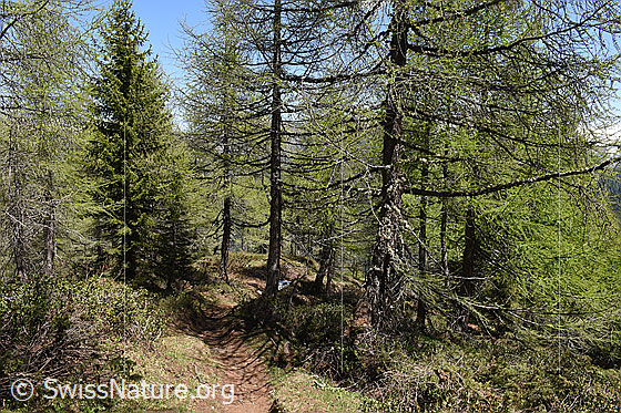 Foto: Lichter Lärchenwald
Umgebung: Lichter Lärchenwald an der Waldgrenze. 2070m ü.M.