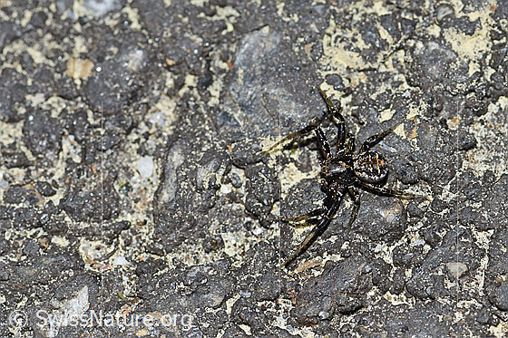 Foto: Krabbenspinne. 
Körperlänge: Ca. 4mm
Umgebung: Fahrstrasse neben Wildblumenwiesen. 1530m ü.M.