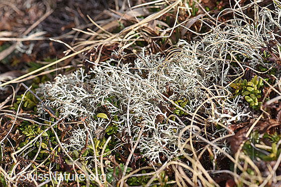 Foto: Wahrscheinlich Milde Rentierflechte (Cladonia mitis)