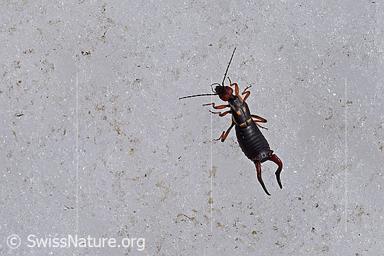 Foto: Zweipunkt-Ohrwurm (Anechura bipunctata) auf Eis.