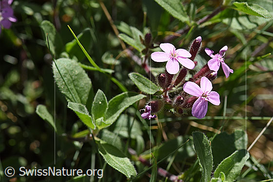 Photo: Saponaria ocymoides. Blossoms and leaves.