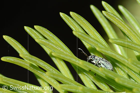 Foto: Weissdorn-Blattrüssler (Phyllobius betulinus)