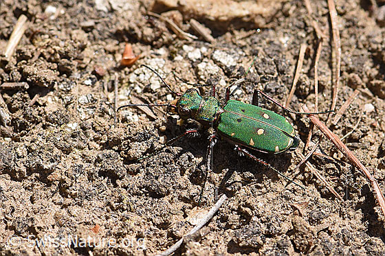 Photo: Cicindela campestris. View from above.