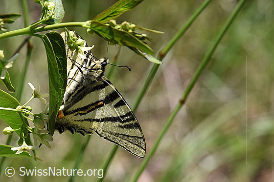 Foto: Segelfalter (Iphiclides podalirius) auf Schwalbenwurz (Vincetoxicum hirundinaria). Ansicht von unten.