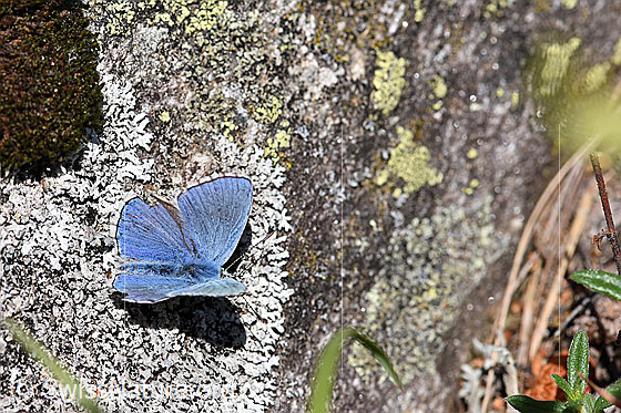 Photo: Polyommatus icarus on lichen.