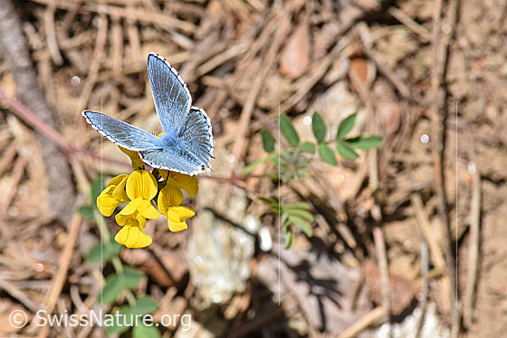 Foto: Hauhechelbläuling (Polyommatus icarus) auf Gewöhnlichem Hornklee (Lotus corniculatus).