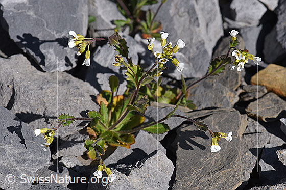 Foto: Alpen-Gänsekresse (Arabis alpina). Ganze Pflanze.