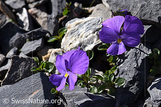 Foto: Mont Cenis-Stiefmütterchen (Viola cenisia). Ganze Pflanzen. Blühend.