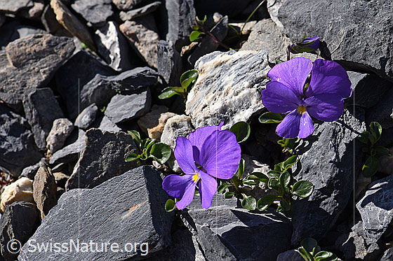 Foto: Mont Cenis-Stiefmütterchen (Viola cenisia). Ganze Pflanze. Blühend.
