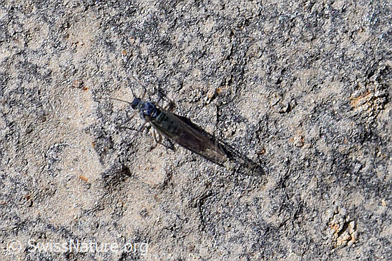 Foto: Wahrscheinlich Bleigraue Wegwespe (Pompilus cinereus)