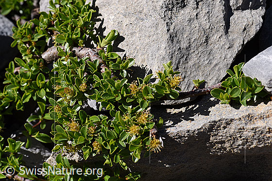 Foto: Stumpfblättrige Weide (Salix retusa). Blüten, Blätter und Stämmchen.