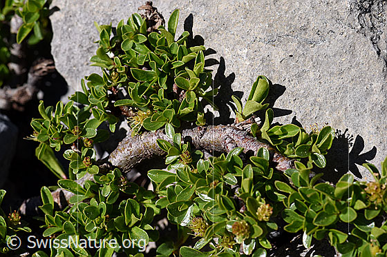 Foto: Wahrscheinlich Stumpfblättrige Weide (Salix retusa). Kleinstrauch.