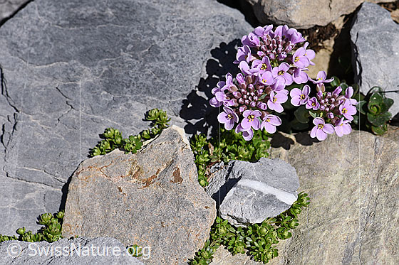 Foto: Kriechendes Täschelkraut (Thlaspi rotundifolium). Ganze Pflanze. Blühend.
