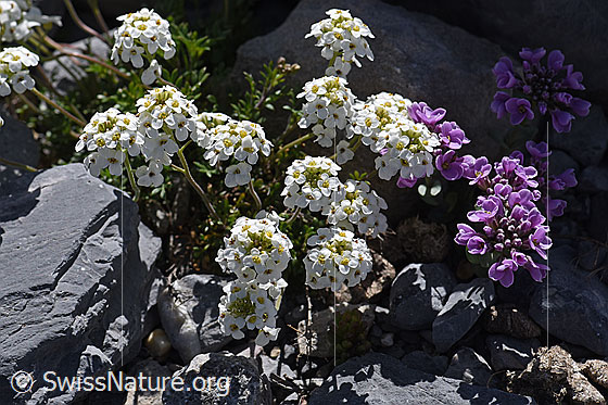 Foto: Alpen-Gämskresse (Pritzelago alpina). Blütenstände. Blühend.