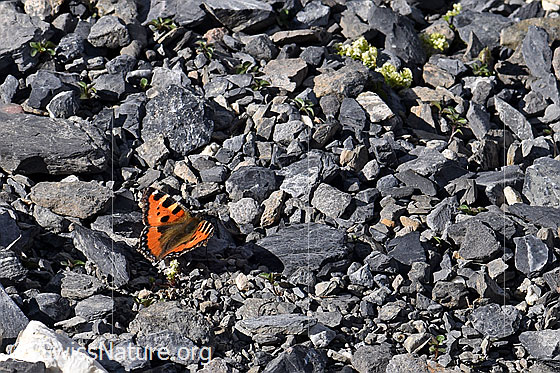 Foto: Kleiner Fuchs (Aglais urticae). Flügel geöffnet.
