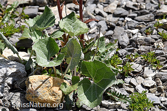 Photo: Petasites paradoxus. Leaves.
