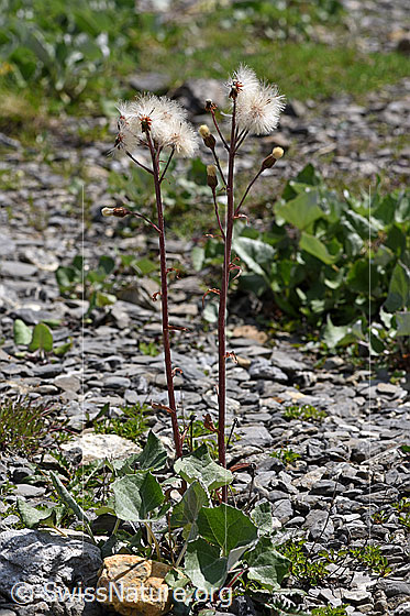 Photo: Petasites paradoxus. Whole plant (habiti). Blossoms faded. View from the side.