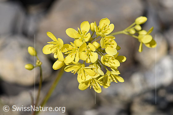Foto: Gemeines Brillenschötchen (Biscutella laevigata). Blüten.