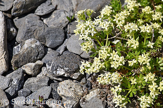 Foto: Schweizer Labkraut (Galium megalospermum). Blüten und Blätter.