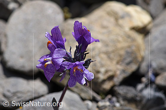 Photo: Linaria alpina. Blossoms.
