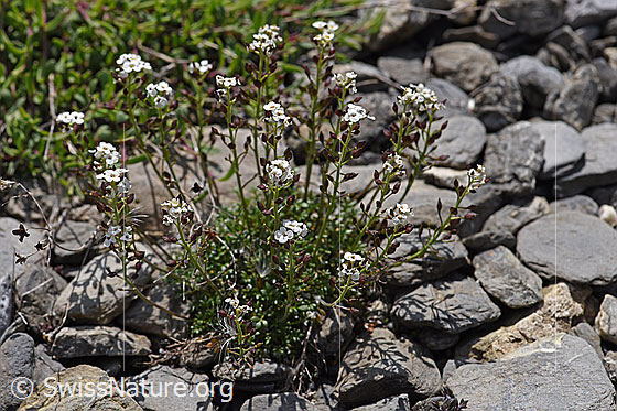 Photo: Hornungia alpina. Whole plant (habit).