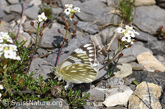Foto: Alpenweissling (Pontia callidice) an Alpen-Gämskresse (Pritzelago alpina). Weibchen, Flügel leicht geöffnet, bei Eiablage.