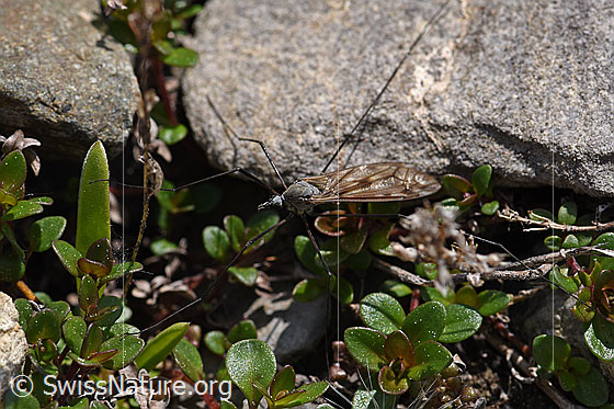 Photo: Tipula.