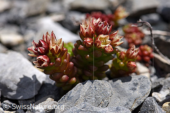 Photo: Sedum atratum. Whole plant (habit), blooming.