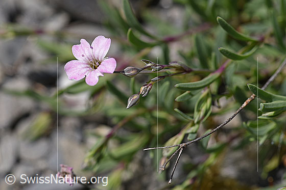 Photo: Gypsophila repens. Blossom and buds.