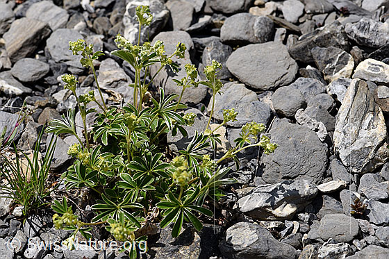 Foto: Glänzender Silbermantel (Alchemilla nitida). Ganze Pflanze, blühend.