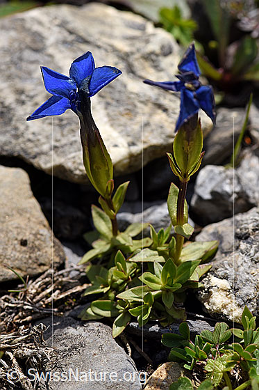Foto: Frühlings-Enzian (Gentiana verna). Ganze Pflanze.