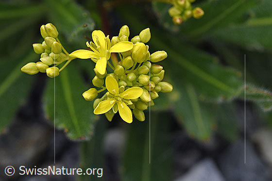 Foto: Gemeines Brillenschötchen (Biscutella laevigata). Blüten.