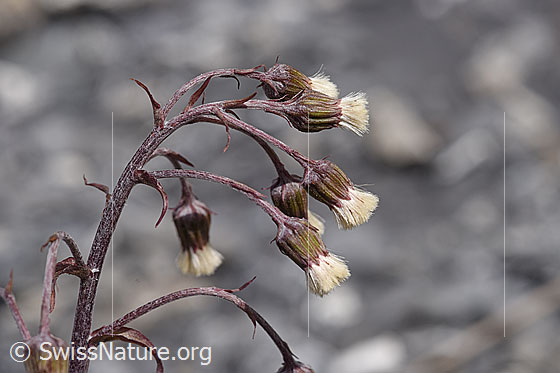 Photo: Petasites paradoxus. Blossoms.