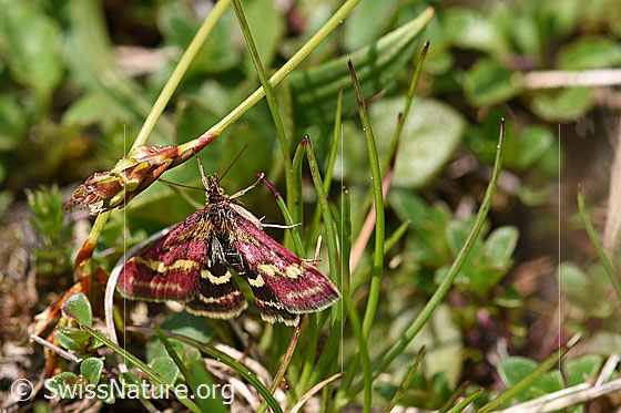 Pyrausta ostrinalis (Rüsselzünsler)