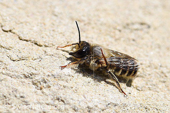 Platterbsen-Mörtelbiene (Megachile ericetorum)