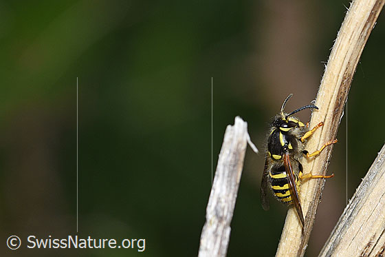 Gemeine Wespe (Vespula vulgaris)